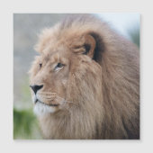 Lion's Embrace (Front)