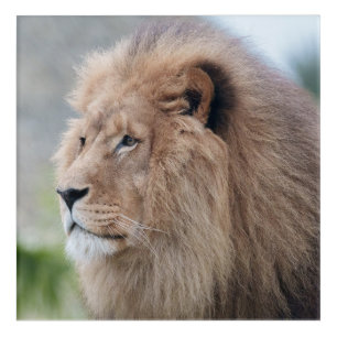 Lion's Embrace Acrylic Print