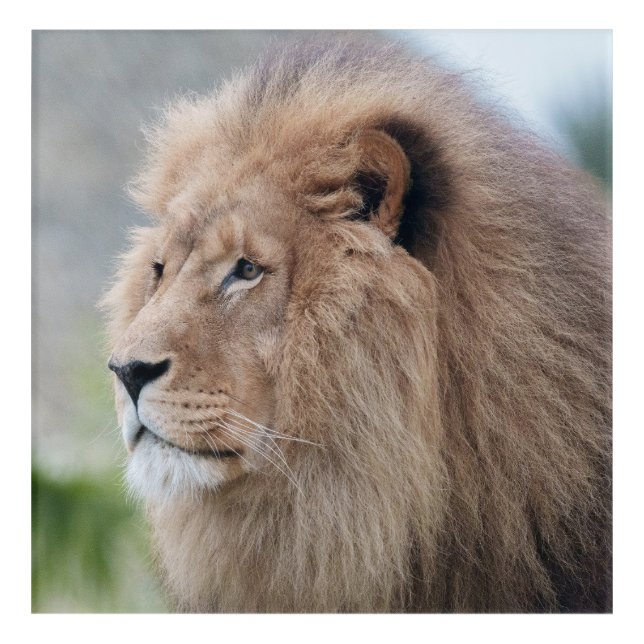 Lion's Embrace Acrylic Print (Front)