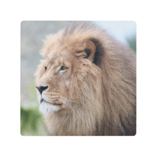 Lion's Embrace Metal Print