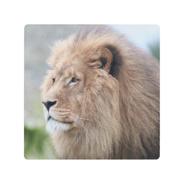 Lion's Embrace Metal Print (Front)