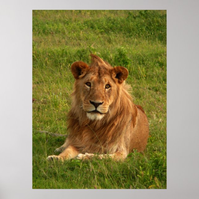 Lions Eyes Poster (Front)