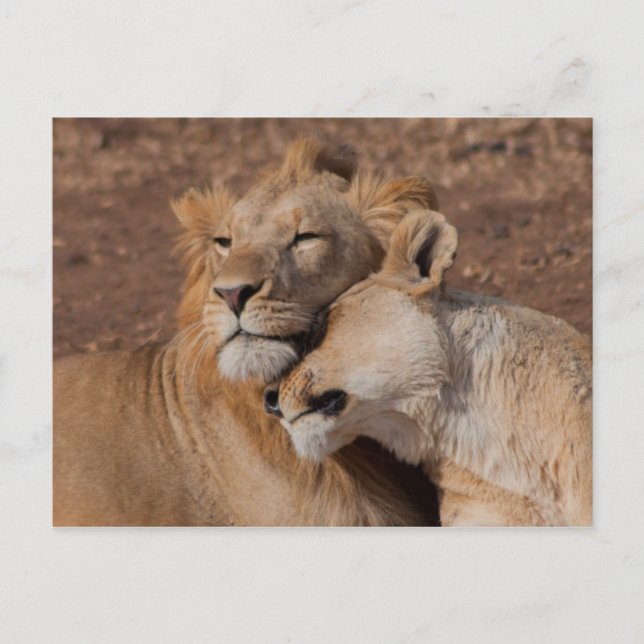 Lions in Love Postcard (Front)