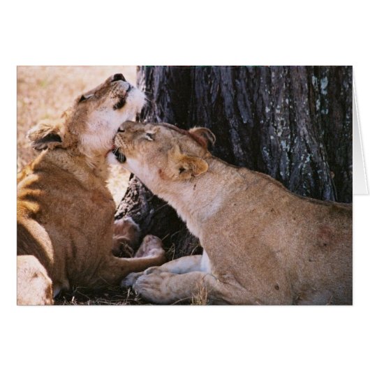 Lions in the Serengeti Cards (Front Horizontal)