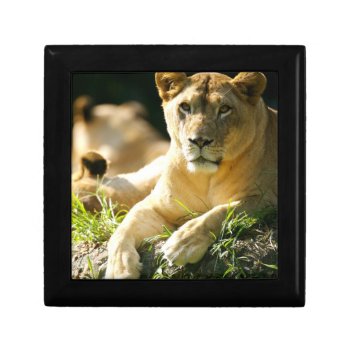 Lions Jewelry Box by wildlifecollection at Zazzle