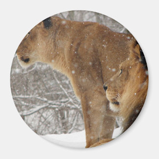 Lions Magnet