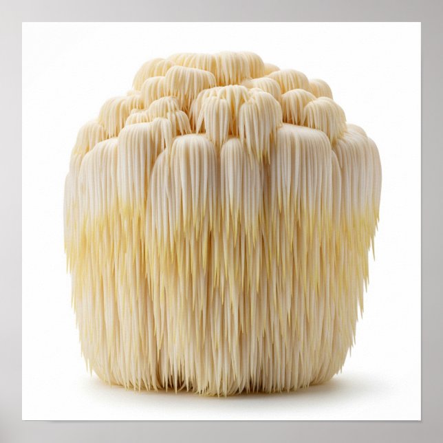 Lion's Mane Mushroom Poster (Front)