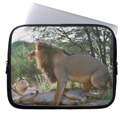 lions mating Panthera leo Kgalagadi Laptop Sleeve
