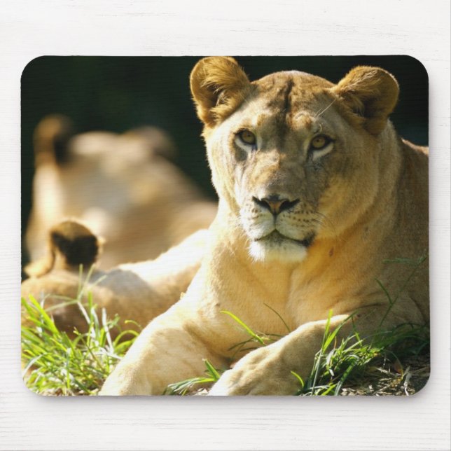 Lions Mouse Pad (Front)