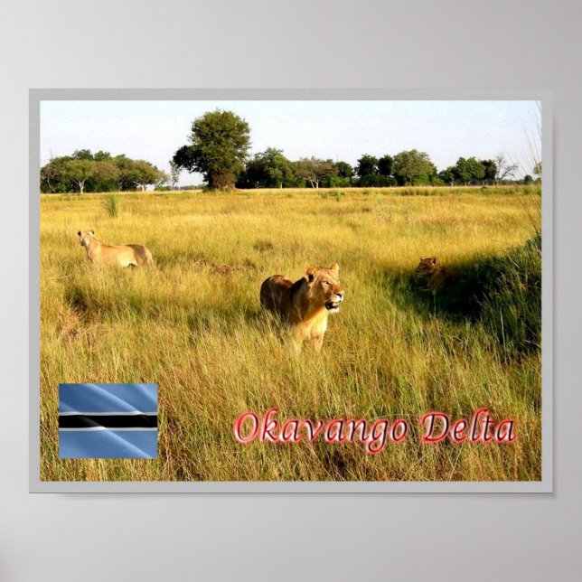 LIONS Okavango Delta - Poster (Front)