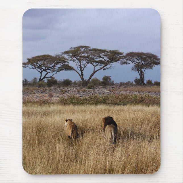 Lions on a plain Africa Mouse Pad (Front)