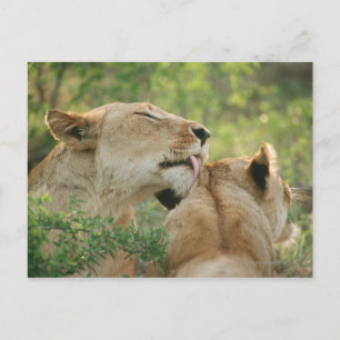 Lions, Panthera leo grooming, South Africa Postcard