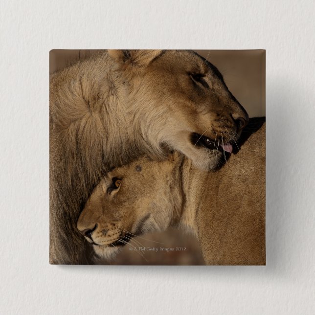 Lions (Panthera leo) Pinback Button (Front)