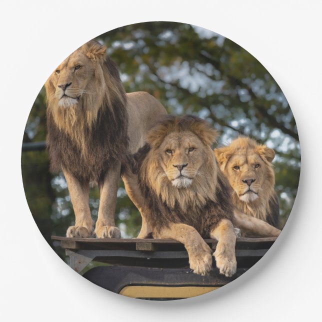 Lions  paper plates (Front)