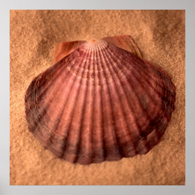 Lions Paw Poster (Front)