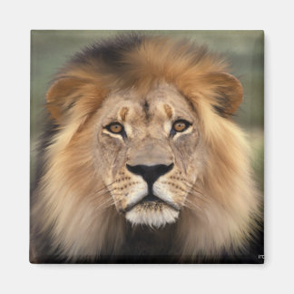 Lions Photograph Magnet