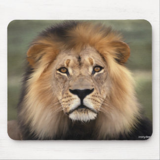 Lions Photograph Mouse Pad