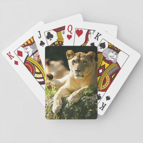 Lions Playing Cards