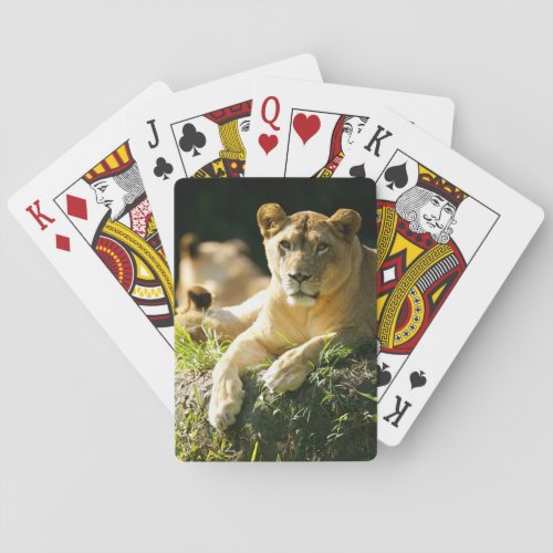 Lions Playing Cards