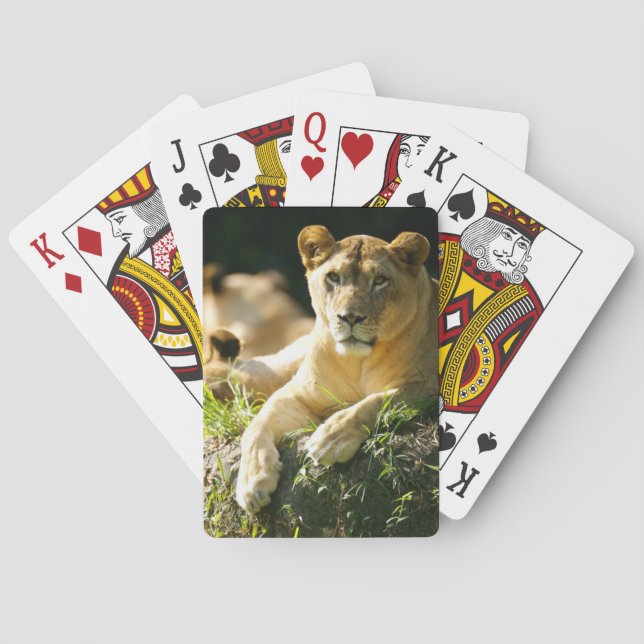 Lions Poker Cards (Back)