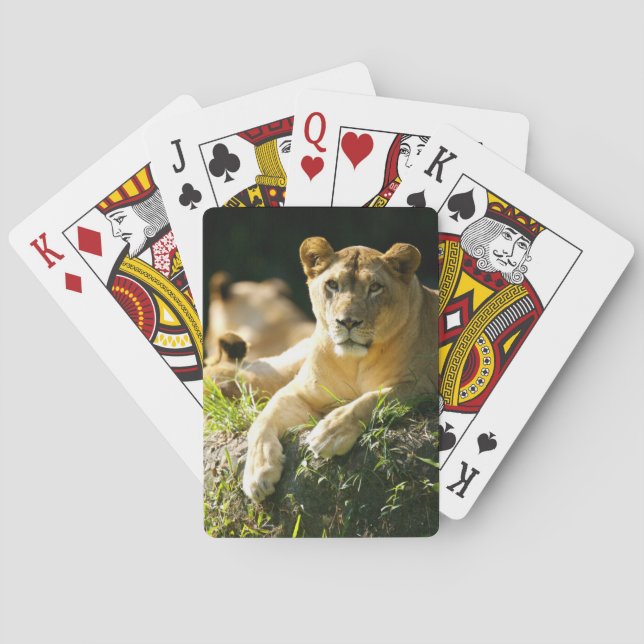 Lions Poker Cards (Back)