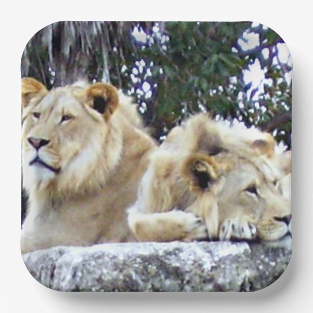 Lions Resting Together on Sunlit Rock Paper Plates (Front)