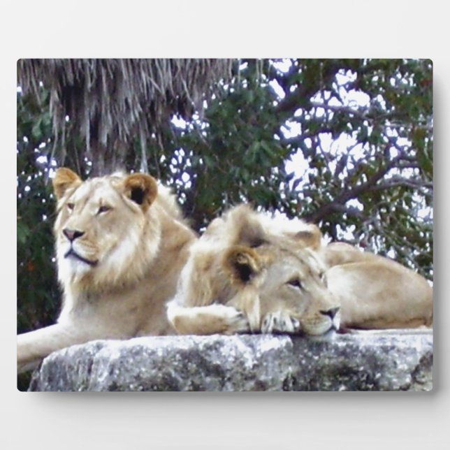 Lions Resting Together on Sunlit Rock Plaque (Front)
