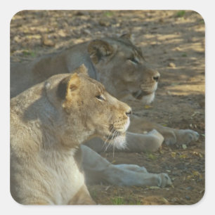 Lions Sticker