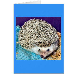 Lioti the hedgehog cards