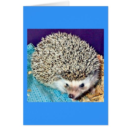 Lioti the hedgehog cards (Front)