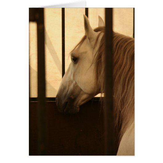 Lipizzan After the Show Cards (Front)
