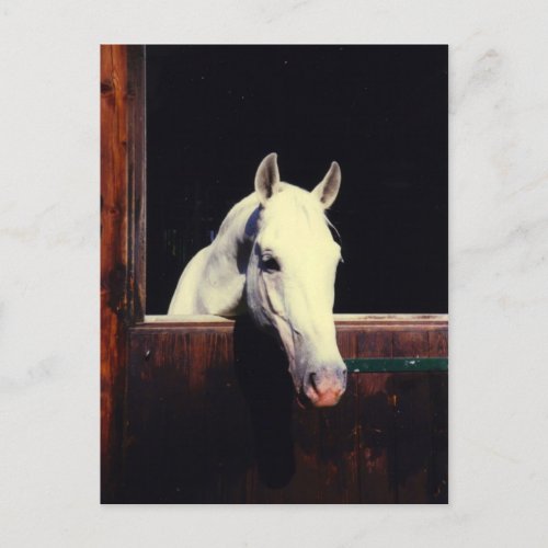 Lipizzaner Horse Postcard