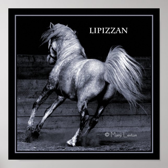 Lippizan Poster (Front)