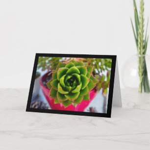 Lipstick Echeveria Succulent Plant Card