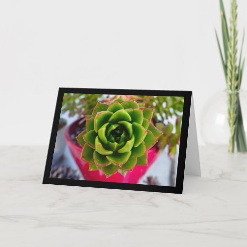 Lipstick Echeveria Succulent Plant Card