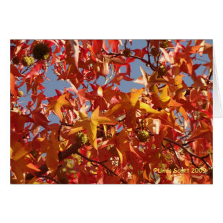 Liquid Amber Leaves Cards
