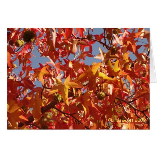 Liquid Amber Leaves Cards (Front Horizontal)