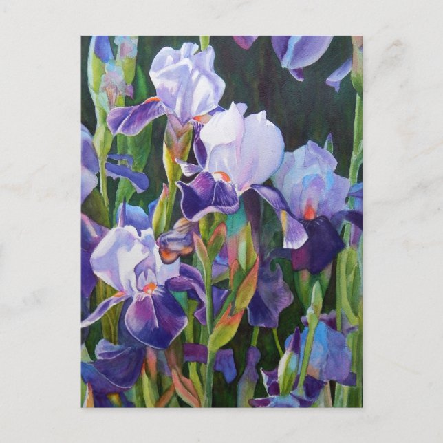 Lisa's Iris Garden Postcard (Front)