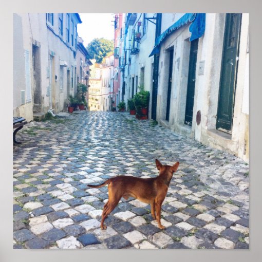 Lisbon Alfama Dog Architecture Photo Poster Zazzle lisbon-alfama-dog-architecture-photo-poster-zazzle