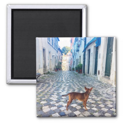 Lisbon Puppys Street View Portugal Photo Magnet