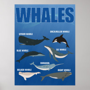 List of big whales, sea big creatures poster