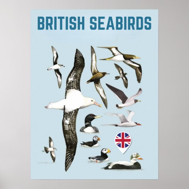List of british seabirds united kingdoom birds poster (Front)