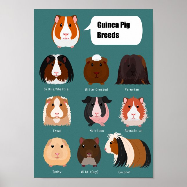 List of Guinea Pig Breeds Poster (Front)