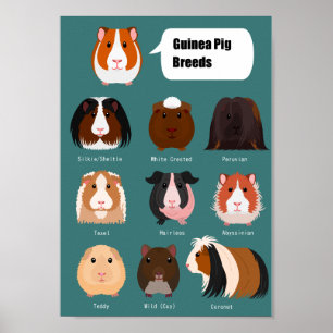 List of guinea pigs poster