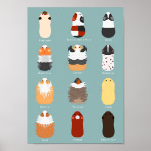 List of guinea pigs poster