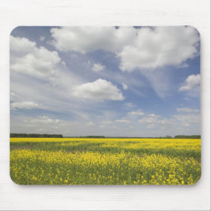 Lithuania, Central Lithuania, Joniskis, field of Mouse Pad