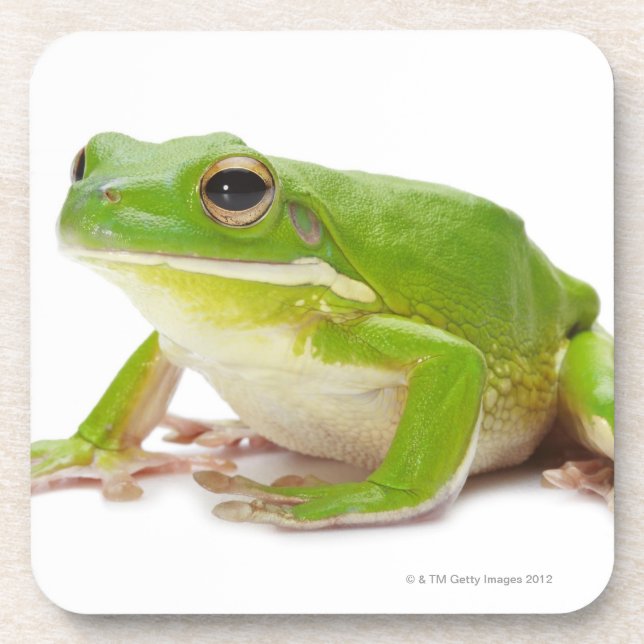 Litora Infrafrenata, Frog Drink Coaster (Front)