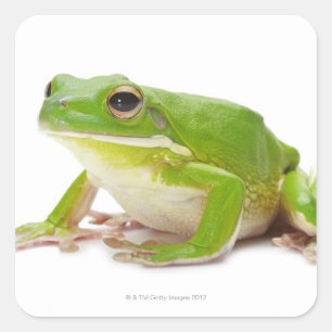 Litora Infrafrenata, Frog Square Sticker