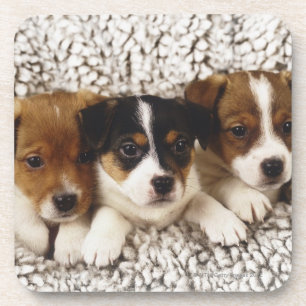 Litter of puppies coaster