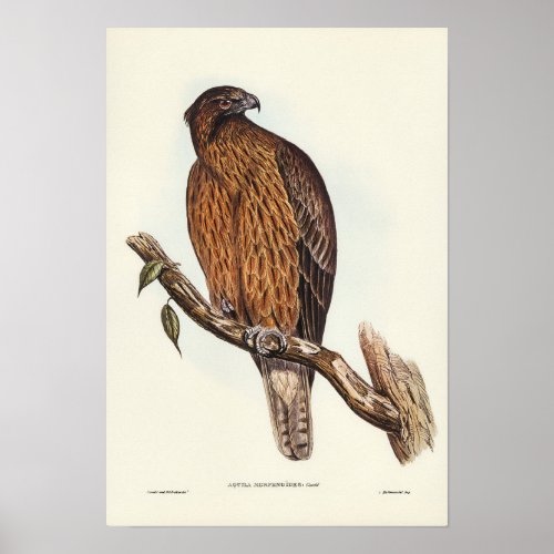 Little Australian Eagle by Elizabeth Gould Poster